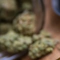 Can you have a thc cart while pregnant?